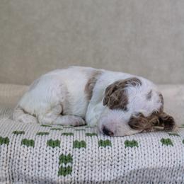 Jingle - Parti female Goldendoodle puppy in Warsaw, Ohio from Lovabledoodles