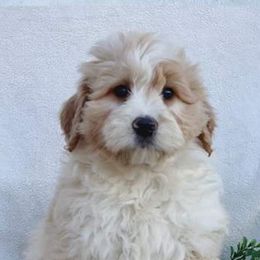 Aussiedoodles, Bernedoodles, Cavapoos, Goldendoodles, and Labradoodles from Mini Goldendoodles of Cape Cod