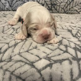Cocker Spaniel Puppies from Hershey Sugar Rd Cockers