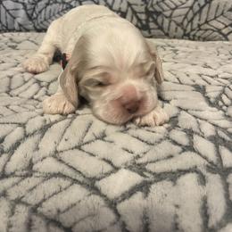 Cocker Spaniel Puppies from Hershey Sugar Rd Cockers