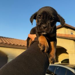 Cane Corso Puppies from ThinLine Cane Corso
