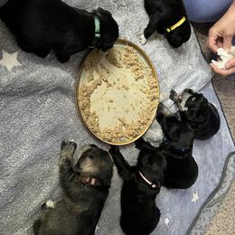 Miniature Schnauzer Puppies from Chantel's Miniature Schnauzers