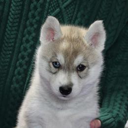 Toffee - Gray and white female Siberian Husky puppy in Northglenn, Colorado from Northern Staar Kennel