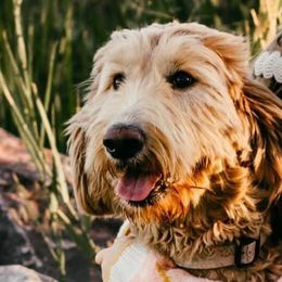 Bernese Mountain Dogs and Goldendoodles from DestinyDoodles