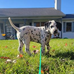 Forest (LUA) - White and black male Dalmatian puppy in Grant, Michigan from Savannah Woltanski