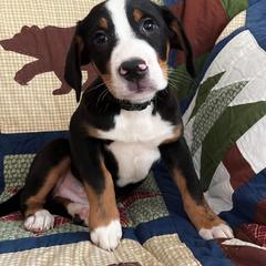 Beauceron, Greater Swiss Mountain Dog, and Nederlandse Kooikerhondje Puppies from Blackamber Swissies Beaucerons Ambermoon Kooikerhondje