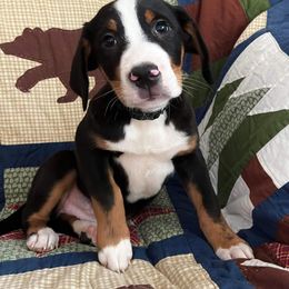 Beauceron, Greater Swiss Mountain Dog, and Nederlandse Kooikerhondje Puppies from Blackamber Swissies Beaucerons Ambermoon Kooikerhondje
