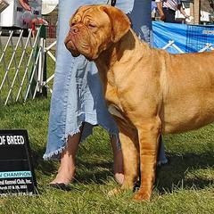 Dogues de Bordeaux, French Bulldogs, and Pointers from Finley Farm Kennel