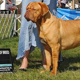 Dogues de Bordeaux, French Bulldogs, and Pointers from Finley Farm Kennel