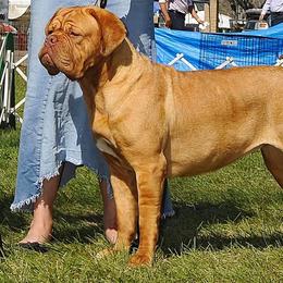 Dogues de Bordeaux, French Bulldogs, and Pointers from Finley Farm Kennel