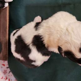 Edith - Sheepadoodle puppy from Oodles of poodles and doodles