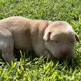 Anakin (Red Collar) - Yellow male Dilute Retriever puppy in Little Rock, Arkansas from Charcoal And Silver Labs