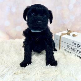 Blue Collar - Black male Miniature Schnauzer puppy in Springfield, Tennessee from My Lovable Schnauzers