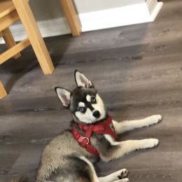 Kiwi - Alaskan Klee Kai