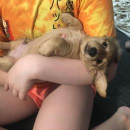 Dachshund Puppies from Western Slope English Cream Dachshund