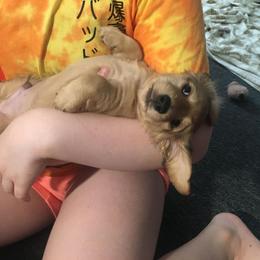 Dachshund Puppies from Western Slope English Cream Dachshund