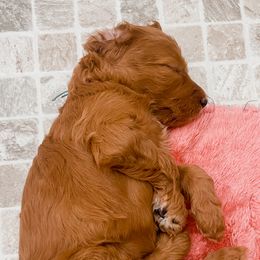 Irish Doodle Puppies from Foxrun Litters