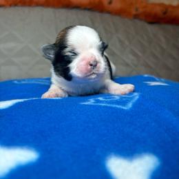 Louie - Tricolor male Shih Tzu puppy in Phoenix, Arizona from Spoiled ShihTzu LLC