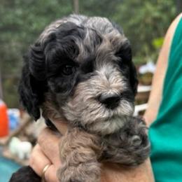 Goldendoodles from Southern Goldendoodles