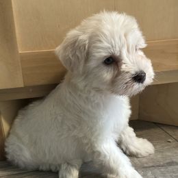 Miniature Schnauzer Puppies from Mandelyn’s Miniature Schnauzers