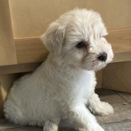 Miniature Schnauzer Puppies from Mandelyn’s Miniature Schnauzers