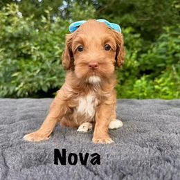 Nova - Caramel red female Australian Labradoodle puppy in Lake Zurich, Illinois from Rellie  Labradoodles