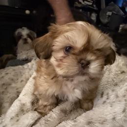 Wyatt - Liver male Shih Tzu puppy in Statesville, North Carolina from Grimmly Blue’s Shih Tzus