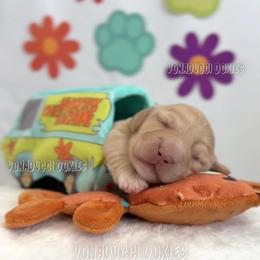 Shaggy - Cream male Dachshund puppy in Chandler, Arizona from Vonaducci Doxies, LLC.