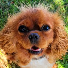 Fionna - Cavalier King Charles Spaniel