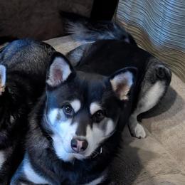 Koda - Alaskan Klee Kai