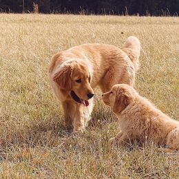 Golden Retrievers from Golden Haven Retrievers
