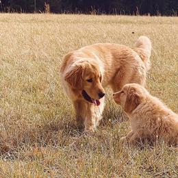 Golden Retrievers from Golden Haven Retrievers