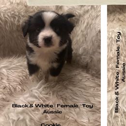Australian Shepherds from Farm Girl Aussies
