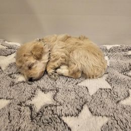 Ruddy - Cream male Poodle puppy in Mapleton, Utah from Caboodles Of Poodles