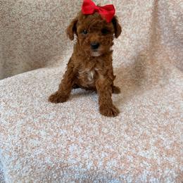 Girl 3 - Red  female Poodle puppy in Miami, Florida from Sakura Poodles