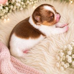 Minnie mouse - Chocolate and tan female Pomeranian puppy in Fayetteville, North Carolina from Tar-heel Poms