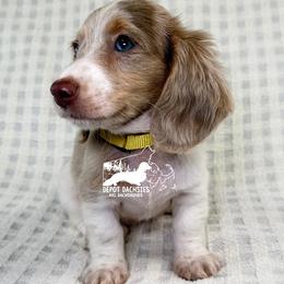 Daphne Isabella AKC - Fawn (isabella) and tan female Dachshund puppy in South Easton, Massachusetts from Depot Dachsies