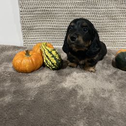 Puppy 3 - Black and tan female Dachshund puppy in Wayland, Iowa from CR Kennels