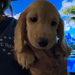 Ee Cream Female - Cream female Dachshund puppy in Cutler Bay, Florida from Dadecounty’s Dachshunds