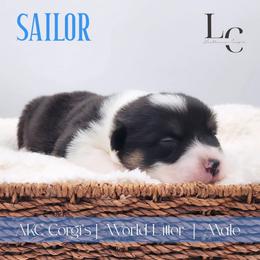 Sailor - Black and tan male Pembroke Welsh Corgi puppy in Pine Village, Indiana from NL Horsemanship