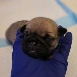 Purple Collar - Fawn female Pug puppy in New Braunfels, Texas from Kex Pug Haus