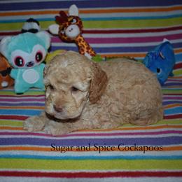 King Julien - Golden male Cockapoo puppy in Hopkins, South Carolina from Sugar and Spice Cockapoos