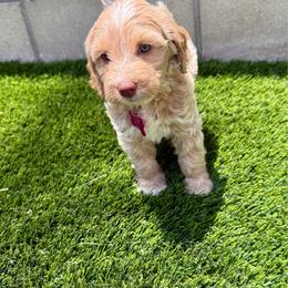 Pink collar Angel - Caramel ice female Australian Labradoodle puppy in Fontana, California from Grammy's Puppy Love doodles and poodles