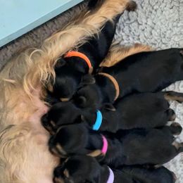Rottweiler and Yorkshire Terrier Puppies from Superior Family Kennels