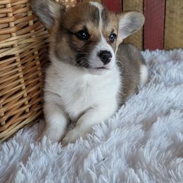 Kloe - Sable and white female American Corgi puppy in Shawnee, Oklahoma from Sunray Ranch