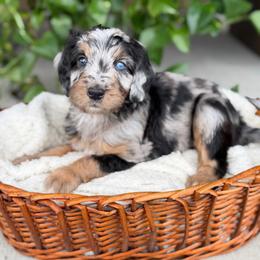 Luke - male Australian Mountain Doodle puppy in Pittsburgh, Pennsylvania from WestPenn Doodles LLC