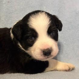 Mackenzie - Black tri-color male Australian Shepherd puppy in Monroe, North Carolina from Meekey Family Aussies