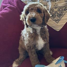 Brown Collar - Bangkok (Bo), (Thailand) - Apricot male Goldendoodle puppy in West Sacramento, California from Pomegranate Doodles