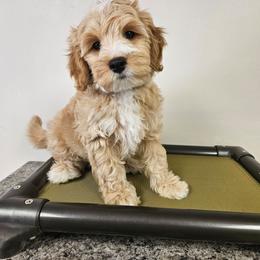 Boom - Cream male Goldendoodle puppy in Flat Rock, North Carolina from Sukisdoodles