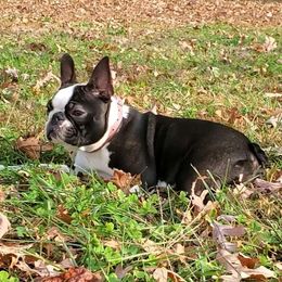 Boston Terrier, Boxer, and French Bulldog Puppies from Azaleas Euro Boxers & Boston Terriers